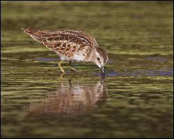 41_20110822_jrs_2625