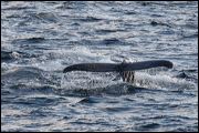 img_4203