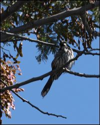img_0043a