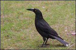 img_0087