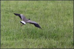 img_6803a