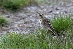 img_6810a