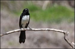 img_7730a