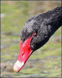 img_7800a