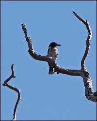 img_8034a
