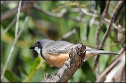 img_8087a