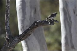 img_8306a