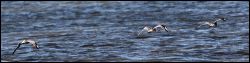img_8635a