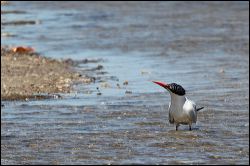 img_8642a