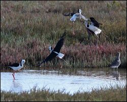 img_8730a