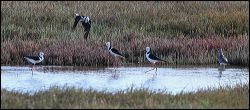 img_8735a