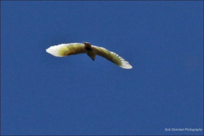 img_7282a.jpg