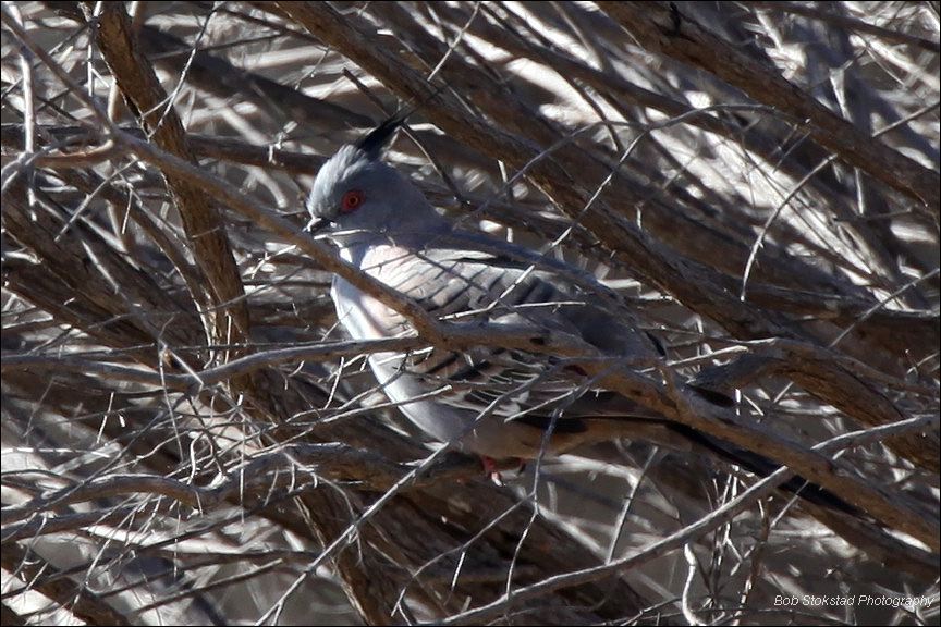 img_8051a.jpg