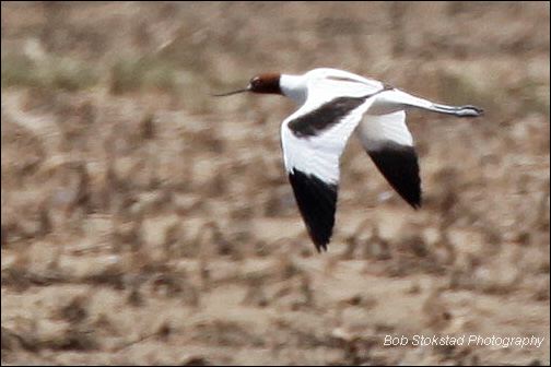 img_8585a.jpg