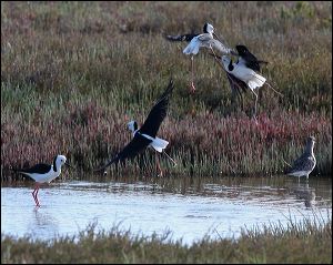 img_8730a