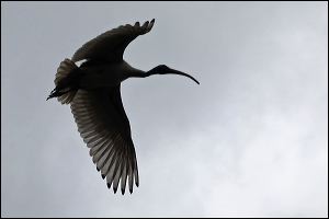 img_8767a