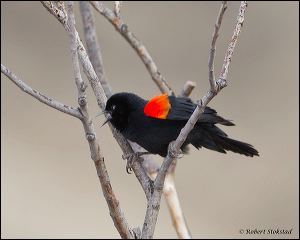 09_20120121_rgs_7805