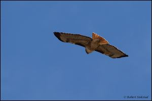 21_20120121_rgs_7883