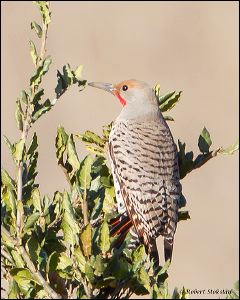 02_20120128_rgs_8091
