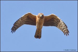 04_20120128_rgs_8098