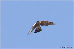 11_20120128_rgs_8146
