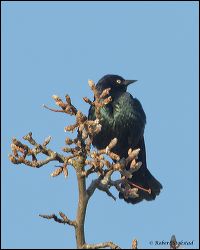 01_20120204_rgs_8803