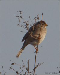 02_20120204_rgs_8804