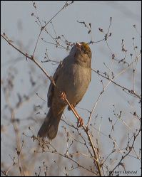 04_20120204_rgs_8806