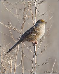 05_20120204_rgs_8809