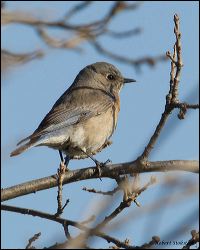 10_20120204_rgs_8824