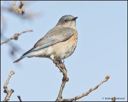 13_20120204_rgs_8842