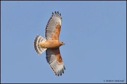 25_20120204_rgs_8853