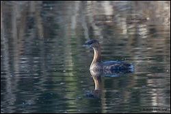 29_20120204_rgs_8870