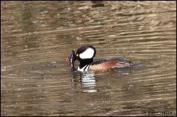 41_20120204_rgs_8912