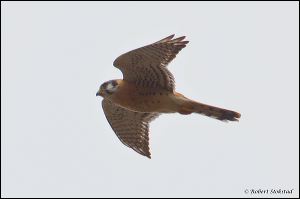 02_20120211_rgs_9031