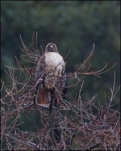 03_20120211_rgs_9035