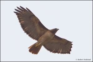 04_20120211_rgs_9040