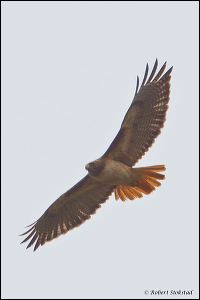 05_20120211_rgs_9042