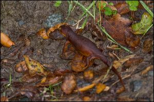 09_20120211_rgs_9054