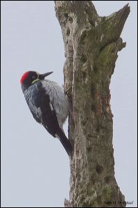 10_20120211_rgs_9059