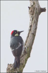 11_20120211_rgs_9060