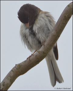 13_20120211_rgs_9063