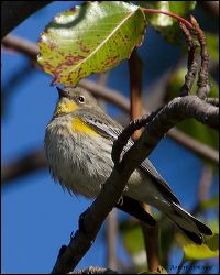 06_20111108_rgs_5706