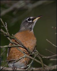 12_20111102_rgs_5299