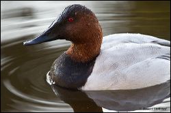 26_20111108_rgs_5576