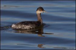 37_20111104_rgs_5384