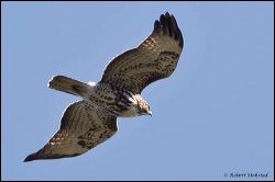 47_20111107_rgs_5433
