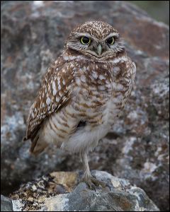 009-20130204_rgs_1074