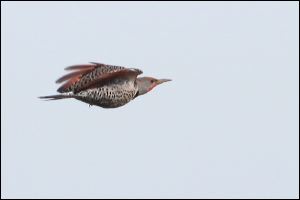 img_1806a