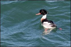 img_1150